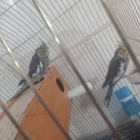 عروس هلندی|پرنده|زاهدان, |دیوار