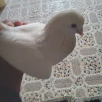 این کبوترگمشده