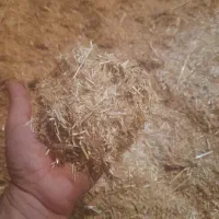 کاه گندم|عمده‌فروشی|کنگاور, |دیوار