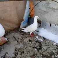 کفتر یاکبوتر|حیوانات|بجنورد, |دیوار