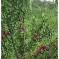 فروش باغ|فروش دفتر صنعتی، کشاورزی، تجاری|شوط, |دیوار