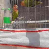 کوتوله برزیلی