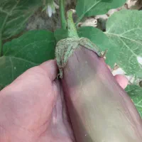 بادمجون ابرقویی