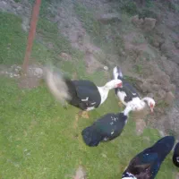 اردک اسراییلی بالغ