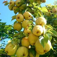 فروش انواع نهال میوه و خشکبار لیبل‌دار|خدمات باغبانی و درختکاری|دهگلان, |دیوار