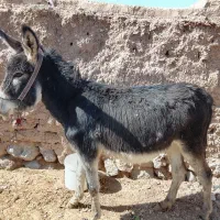 خرگلگی|حیوانات مزرعه|سده (خراسان جنوبی), |دیوار