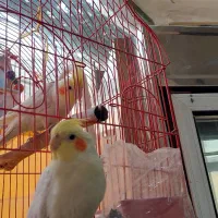 عروس هلندی|پرنده|سمنان, |دیوار