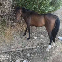 کره مادیون . کره سام دکتر طاهری