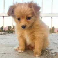 توله پامر|سگ|گلپایگان, |دیوار