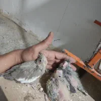 جوجه عروس سرلاکی