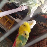 مرغ عشق پروانه ای