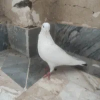 تعویض کبوتر ماده شاهی سفید با ماده رواعب|پرنده|قم, پردیسان|دیوار