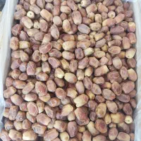 فروش انواع خرمایی کبکاب.خاصه  ‌وژاهدی