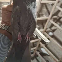 یه جفت سینه ای پاک ماده سینه قهوه ای نر سیاه|پرنده|تهران, افسریه شمالی|دیوار