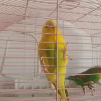 مرغ عشق|پرنده|ملارد, |دیوار