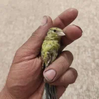 جوجه سهره قناری