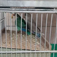 کاسکو مرغ عشق  و عروس  کوتوله مولد  قناری  مینا|پرنده|اصفهان, کوجان|دیوار