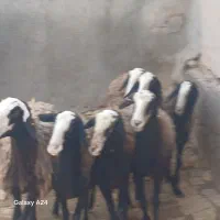 میش های اصیل شال