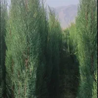 نارنج درجه یک|گل و گیاه طبیعی|شیراز, صنایع الکترونیک|دیوار