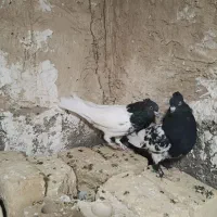 جفت کله سیاه جوون بازیکن پامیلی|پرنده|شیراز, بهارستان|دیوار