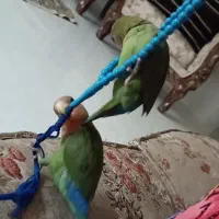 طوطی برزیلی|پرنده|کرمانشاه, |دیوار