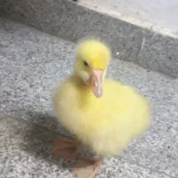 قبول کردن رایگان حیون شما