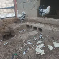 تخم مرغ گلین ریشو چهل پنگوهنی|خوردنی و آشامیدنی|شوشتر, |دیوار