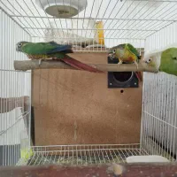 جفت گرینچیک باجوجه ضمانتی