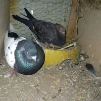 کبوتر رنگی|پرنده|حمیدیه, |دیوار