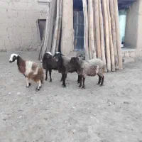 بره ماده|حیوانات مزرعه|بزینه رود, |دیوار