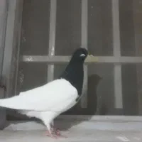 سلام کفتر هواش خاطر جم به شرط پرش