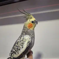 عروس هلندی ماده