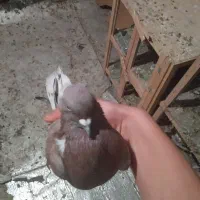 کفتر پرشی|پرنده|نسیم‌شهر, |دیوار