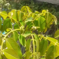 گیلاس .البالو|خدمات باغبانی و درختکاری|کرمانشاه, |دیوار