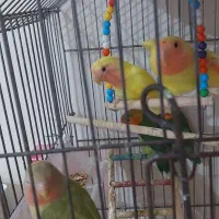 تعدادی طوطی کوتوله باهم دونه ای ۱ م جدا ۱۱۰۰