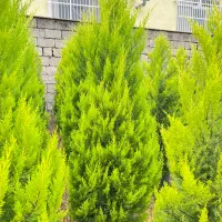 فروش لاوسون نیمه زباله