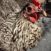 تخم مرغ نطفه دار|حیوانات مزرعه|اهواز, کوی آغاجاری|دیوار