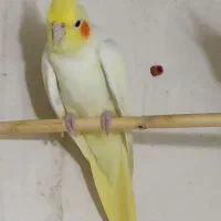 عروس هلندی|پرنده|آزادشهر, |دیوار