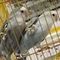 یک جفت کوتوله مولد