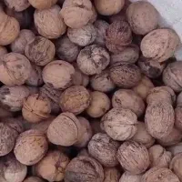 فروش گردوی تازه همدان|خوردنی و آشامیدنی|تربت جام, شهرک معلم|دیوار