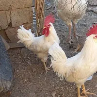 ۳خروس‌ سفید|حیوانات مزرعه|بانه, |دیوار
