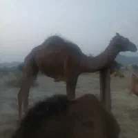 شتر نر