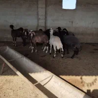 11عددبره.|حیوانات مزرعه|سیمین شهر, |دیوار