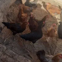 تعدادی خروس محلی وکبوتر