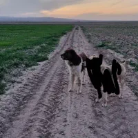 سگ. نگهبان .حیاط و هم برای گله گوسفندی