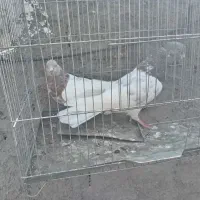 جفت کله ای کلایی