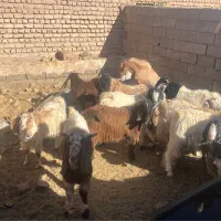 بزغاله چاق مناسب قصابی|حیوانات مزرعه|یونسی, |دیوار