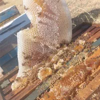 عسل گرین