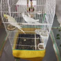 عروس هلندی|پرنده|سنقر, |دیوار