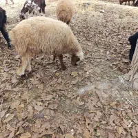 بره لاغر گله آیی مناسب داشت و پروار